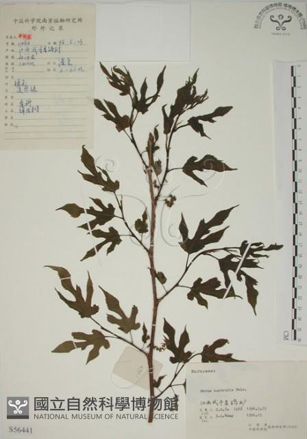 小桑樹藏品圖，第1張