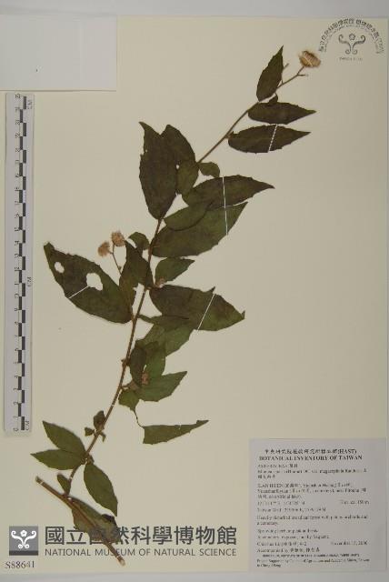 金錢草藏品圖，第1張