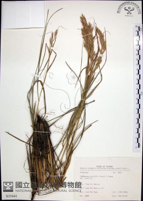 扭鞘香茅藏品圖，第1張