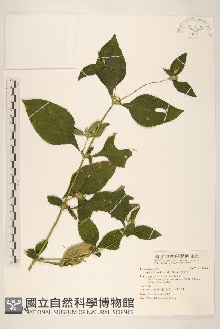 金腰箭藏品圖，第1張