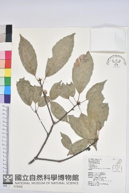 青剛櫟、鐵椆藏品圖，第1張