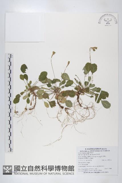 裂緣花藏品圖，第1張