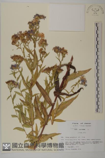 友禪花藏品圖，第1張