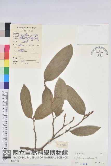 山地五月茶藏品圖，第1張