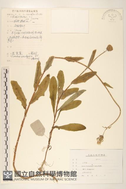 苦實菜藏品圖，第1張