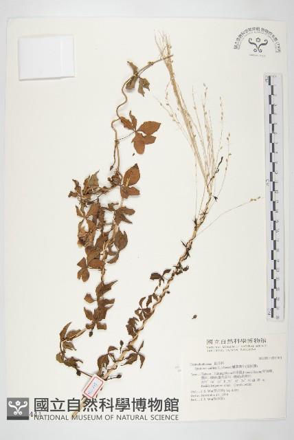 番仔藤藏品圖，第1張