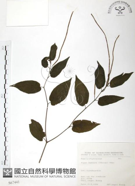 風藤藏品圖，第1張