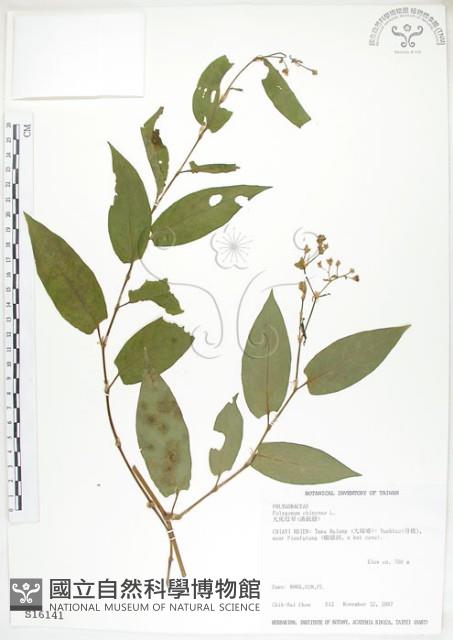 火炭母草、清飯藤藏品圖，第1張