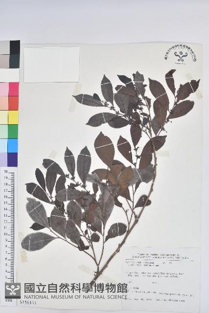 細葉饅頭果藏品圖，第1張