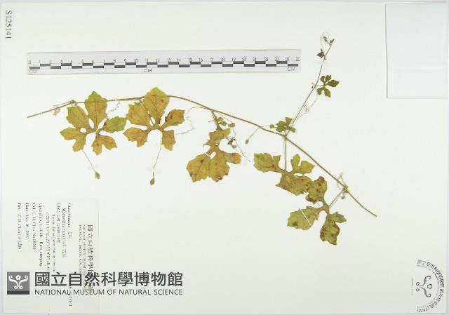 苦瓜藏品圖，第1張