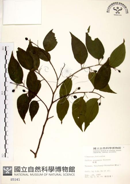 朴樹藏品圖，第1張