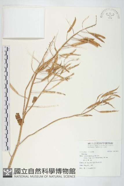 登錄號:S115141藏品圖，第1張