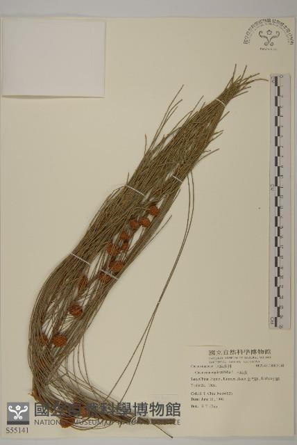 木麻黃藏品圖，第1張