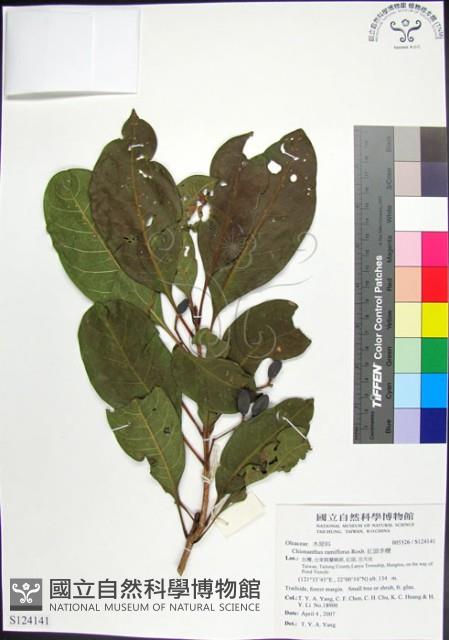 紅頭李欖藏品圖，第1張