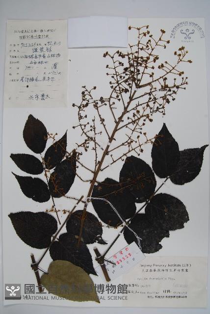 頭序蔥木藏品圖，第1張