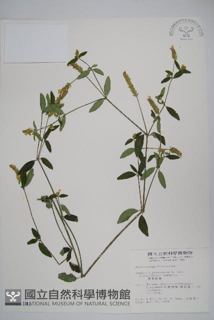 狹葉爵床藏品圖，第1張