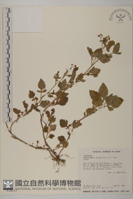 茯苓菜藏品圖，第1張