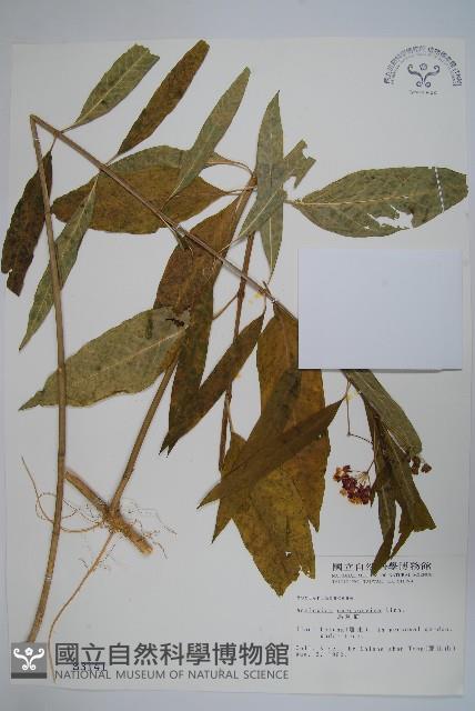 尖尾鳳、馬利筋藏品圖，第1張