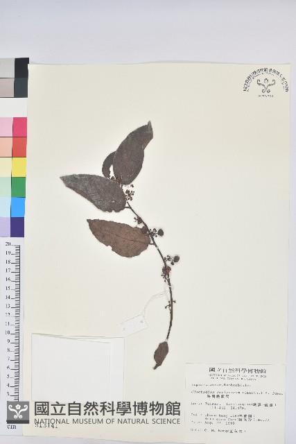 錫蘭饅頭果，香港饅頭果，大葉饅頭果，香港算盤子藏品圖，第1張