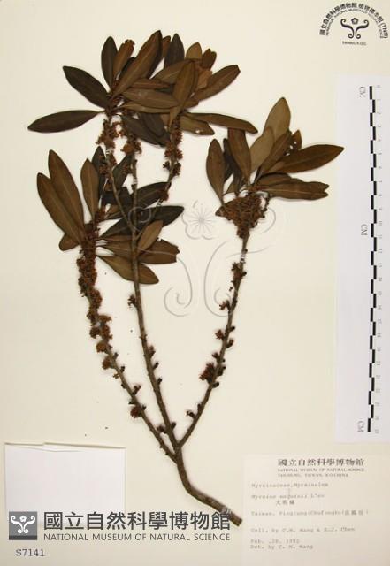 大明橘藏品圖，第1張