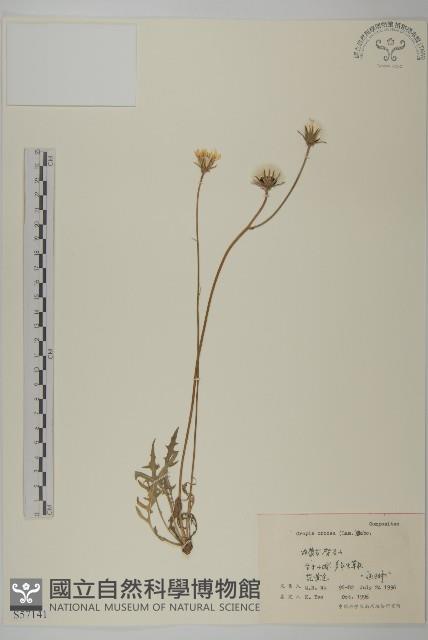 還陽參藏品圖，第1張