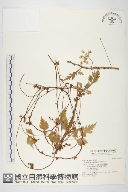 日本菟絲子藏品圖，第1張