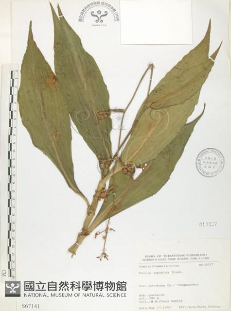 杜若藏品圖，第1張