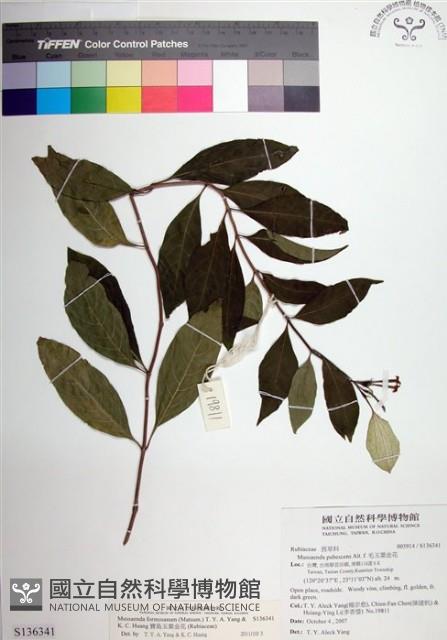 寶島玉葉金花藏品圖，第1張