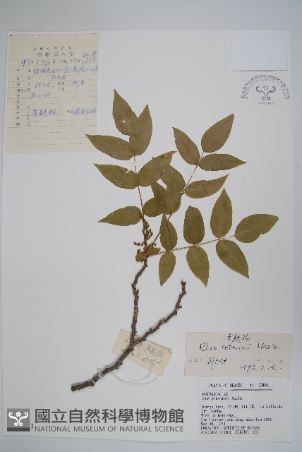 倍子樹藏品圖，第1張