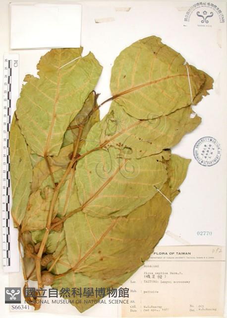 大冇榕、稜果榕藏品圖，第1張