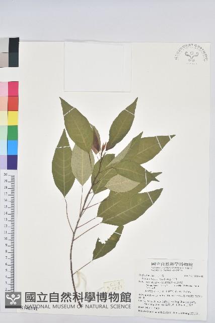 白臼藏品圖，第1張