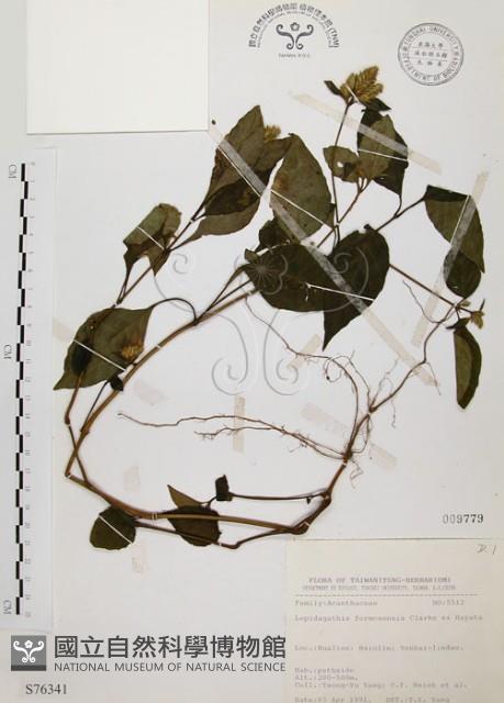 臺灣鱗球花藏品圖，第1張