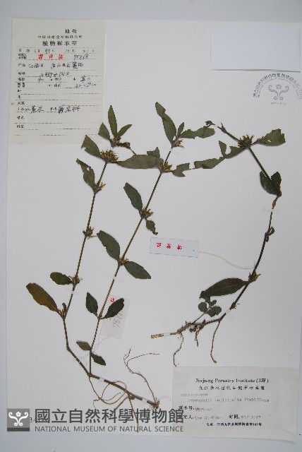 柳葉水蓑衣藏品圖，第1張