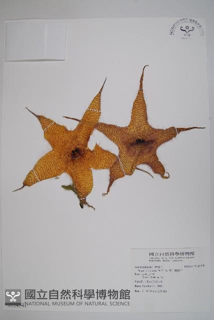 帝王魔星花藏品圖，第1張