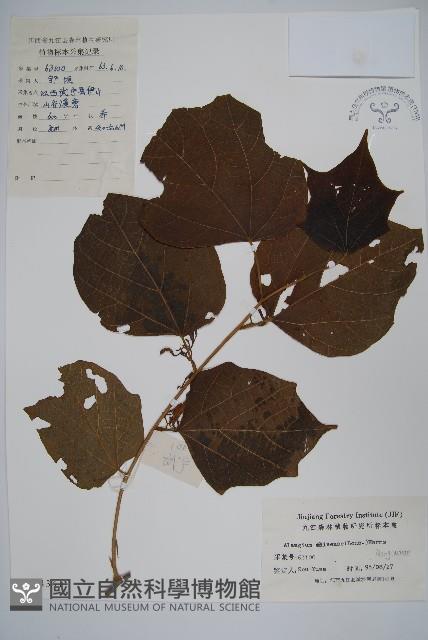 八角楓藏品圖，第1張