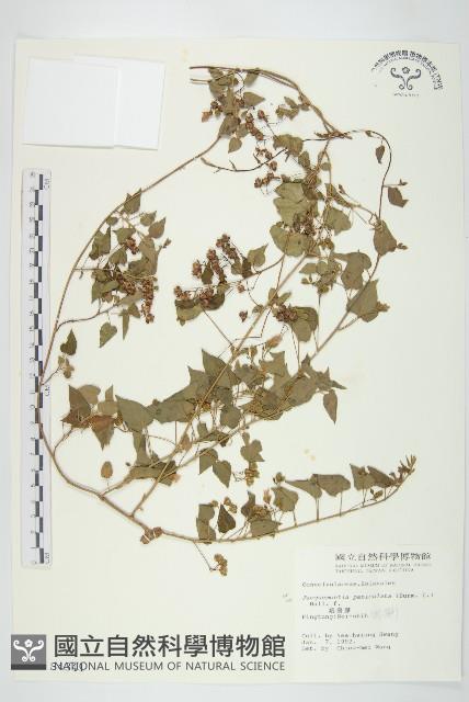 娥房藤藏品圖，第1張