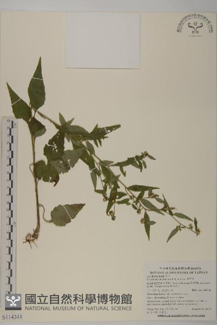 煙管草藏品圖，第1張