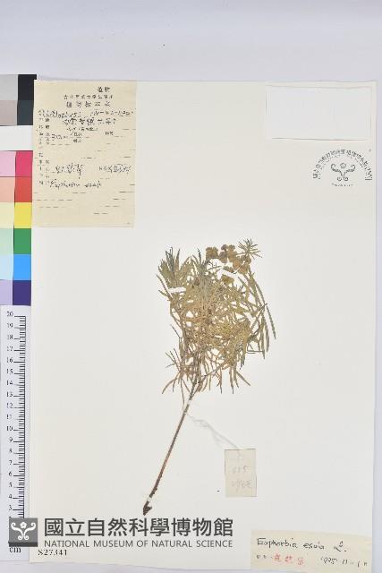 乳漿大戟藏品圖，第1張