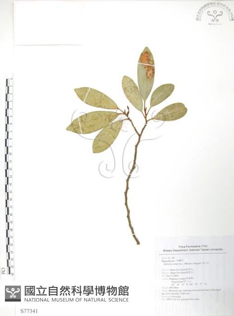 烏心石藏品圖，第1張