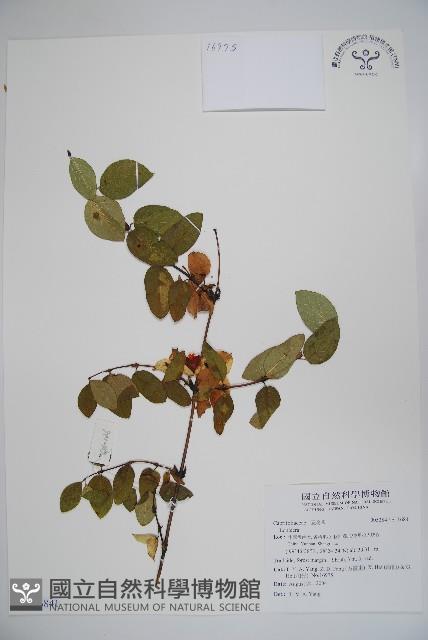 登錄號:S116841藏品圖，第1張