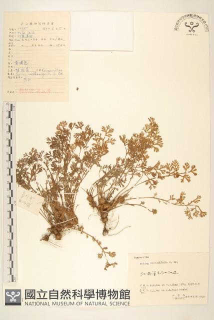 假吐金菊藏品圖，第1張