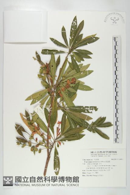 水石榕藏品圖，第1張