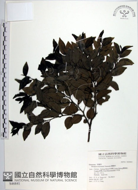 蘭嶼柿藏品圖，第1張