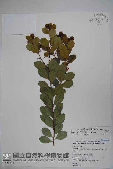 倒卵葉冬青、金平氏冬青藏品圖，第1張