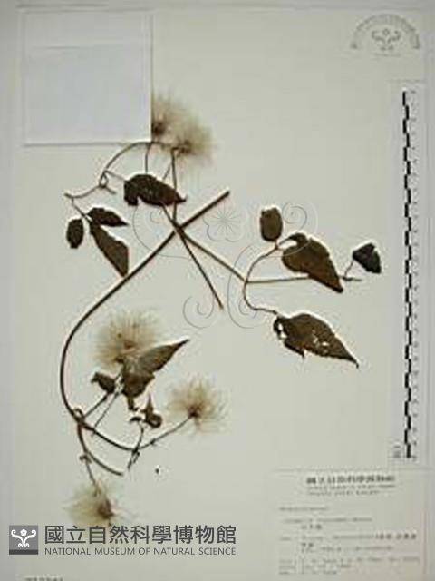 小木通藏品圖，第1張