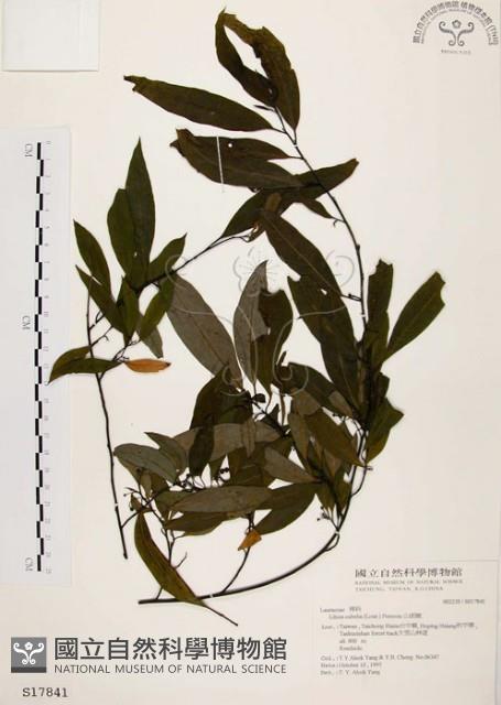 山胡椒藏品圖，第1張