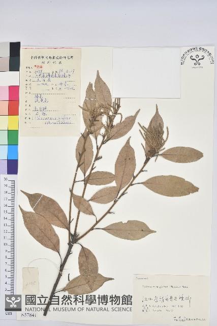 子彈石櫟藏品圖，第1張