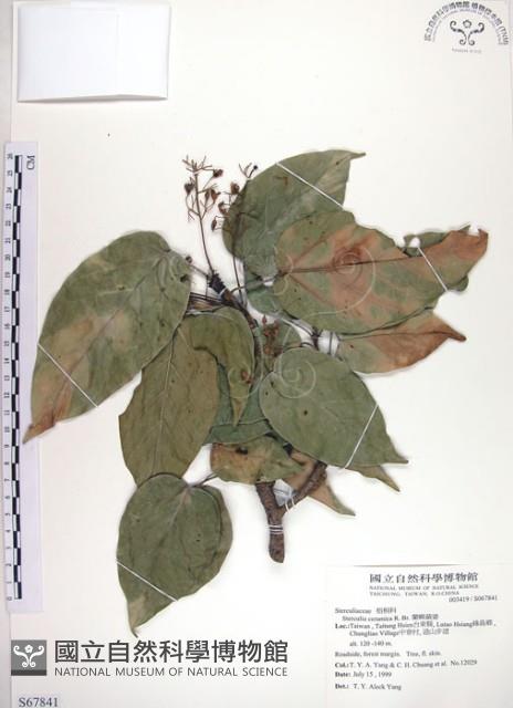 蘭嶼蘋婆藏品圖，第1張