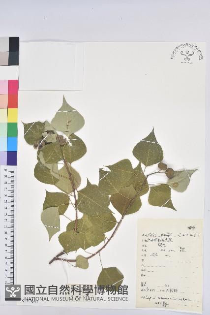 烏臼藏品圖，第1張