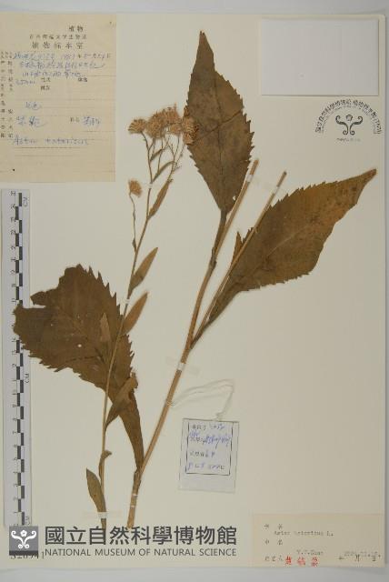 紫菀藏品圖，第1張